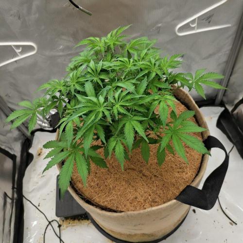 Purple Lemonade. Week 5