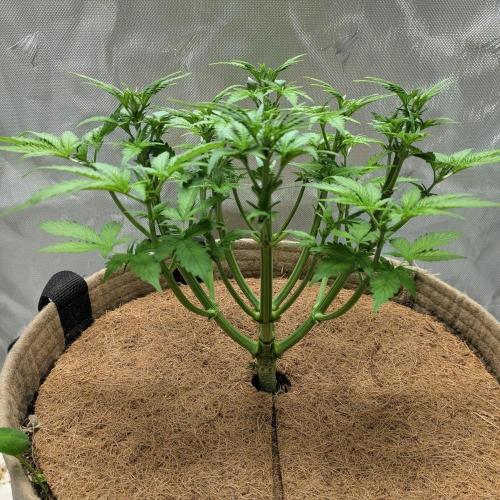 Purple Lemonade. Week 5