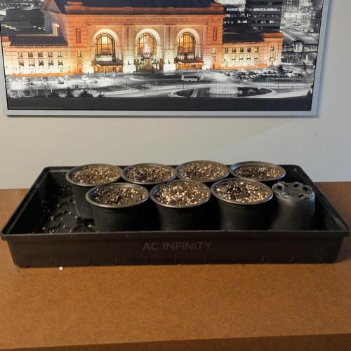 Stickyfoot/Tokinsroots.com. Week 0