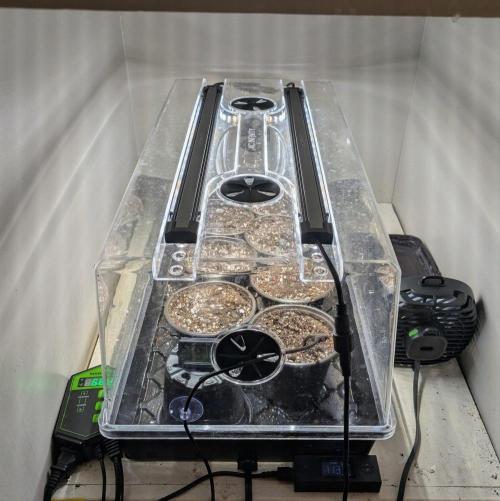 Stickyfoot/Tokinsroots.com. Week 0