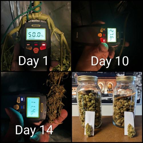 Paloma Go-Time/Growers Love Genetics. Week 18