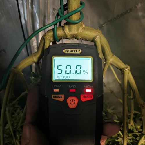 Paloma Go-Time/Growers Love Genetics. Week 18