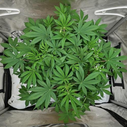 Purple Lemonade. Week 6