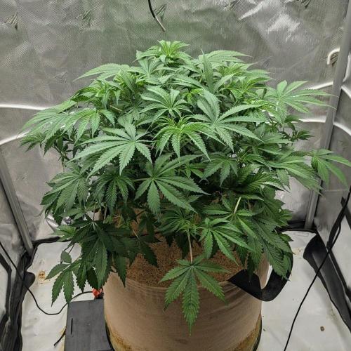 Purple Lemonade. Week 6