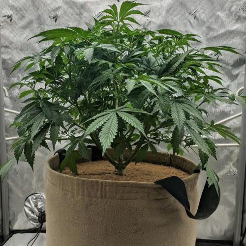 Purple Lemonade. Week 6