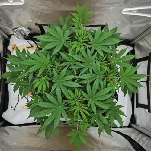 Purple Lemonade. Week 6
