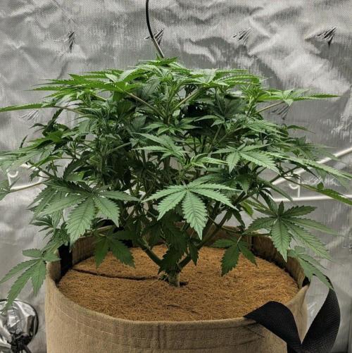 Purple Lemonade. Week 6