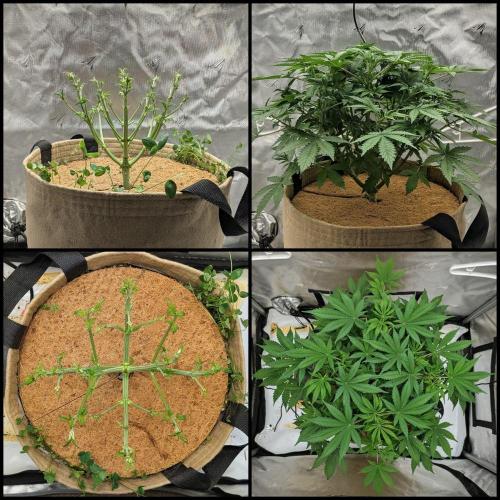 Purple Lemonade. Week 6 - 10 day schwazz comparison. 