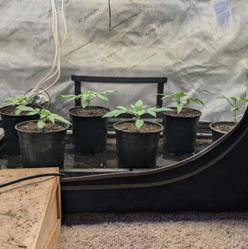 Stickyfoot/Tokinsroots.com. Week 1