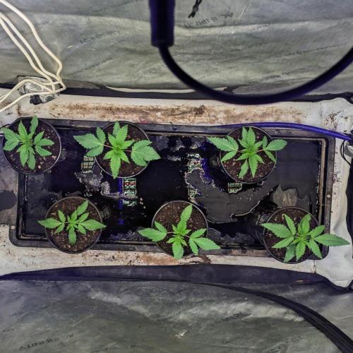 Stickyfoot/Tokinsroots.com. Week 1