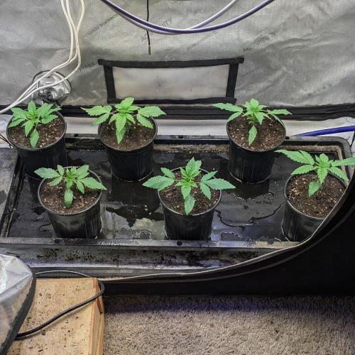 Stickyfoot/Tokinsroots.com. Week 1