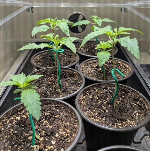 Stickyfoot/Tokinsroots.com. Week 1