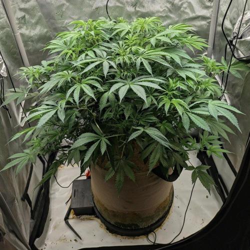 Purple Lemonade. Week 7