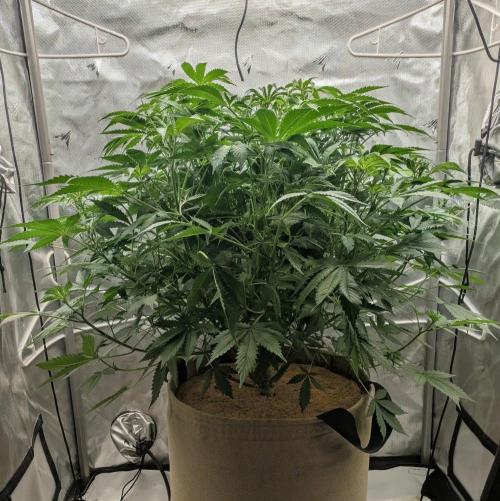 Purple Lemonade. Week 7
