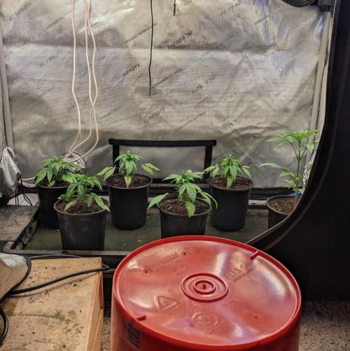 Stickyfoot/Tokinsroots.com. Week 2
