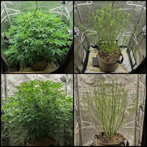 Purple Lemonade. Week 8