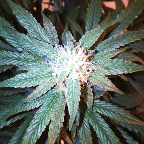 First Diary #1. Week 7