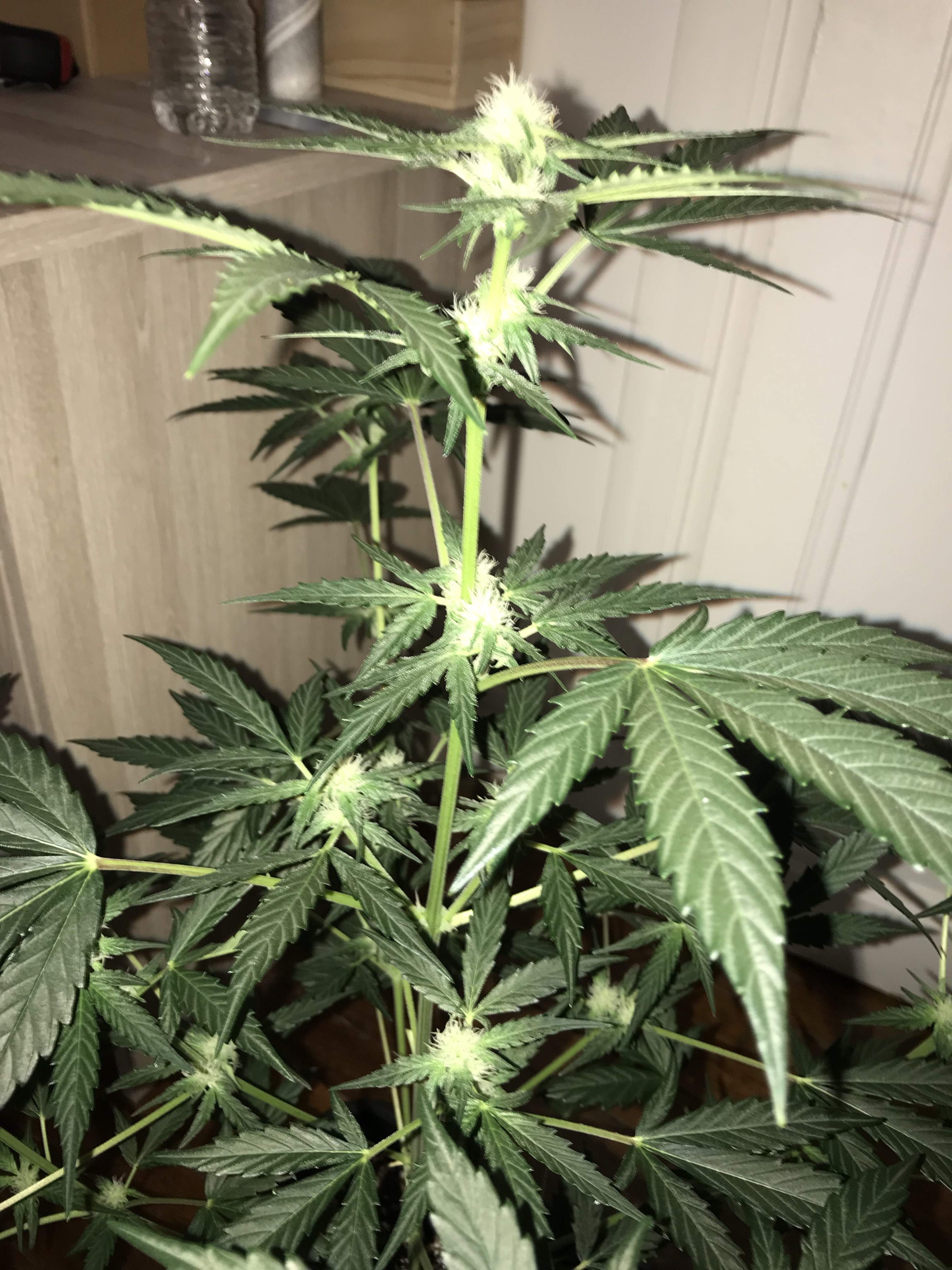 Dinafem Blue Cheese Autoflowering, Purple Haze auto grow diary (journal