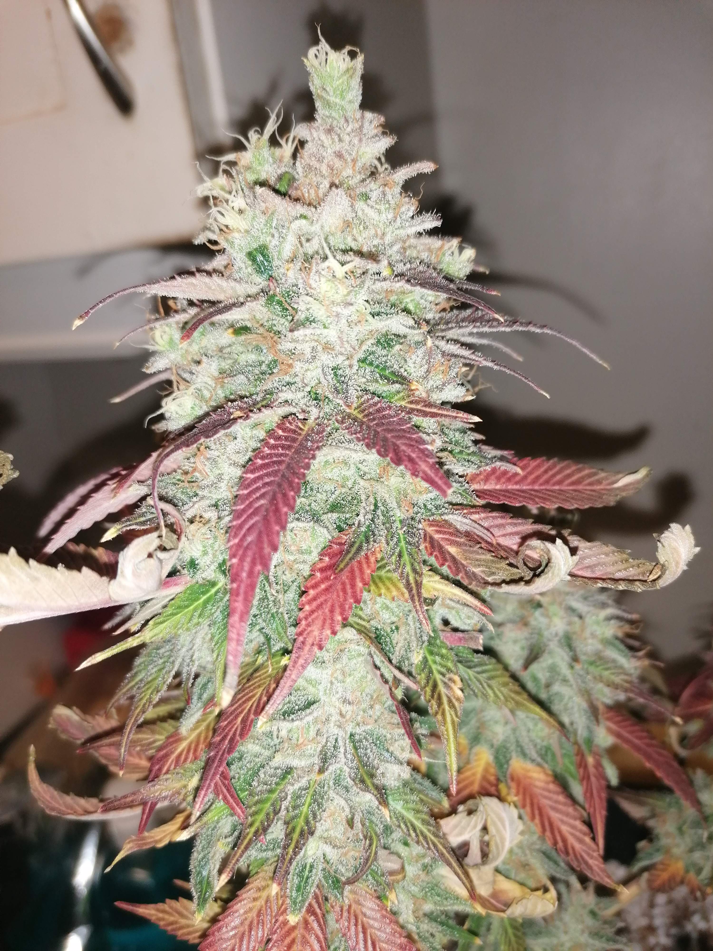 ETHOS Early Lemon Berry R1 grow diary (journal) week13 by