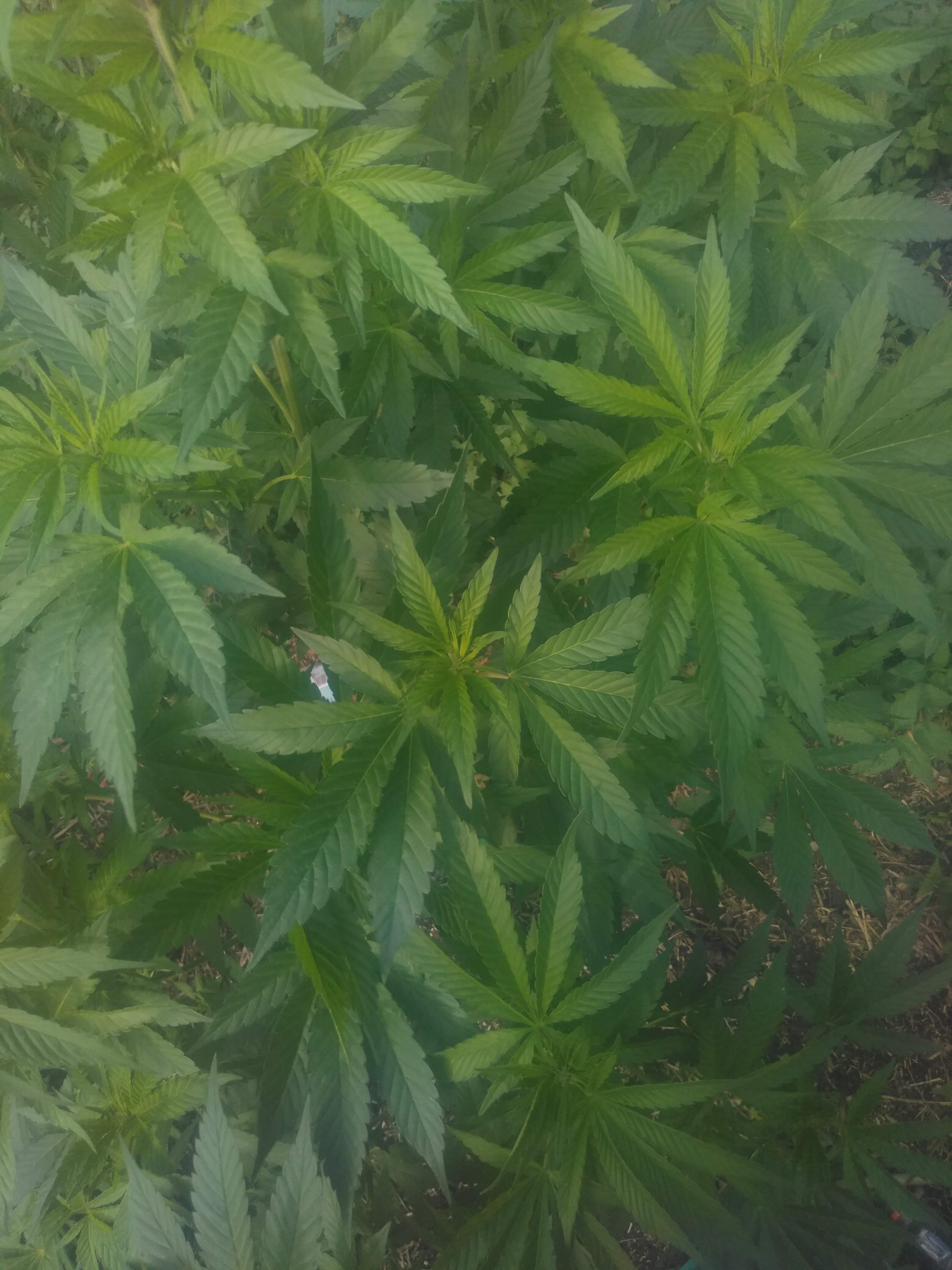 Bag Seed grow diary (journal) week17 by myfirsttomatoes GrowDiaries