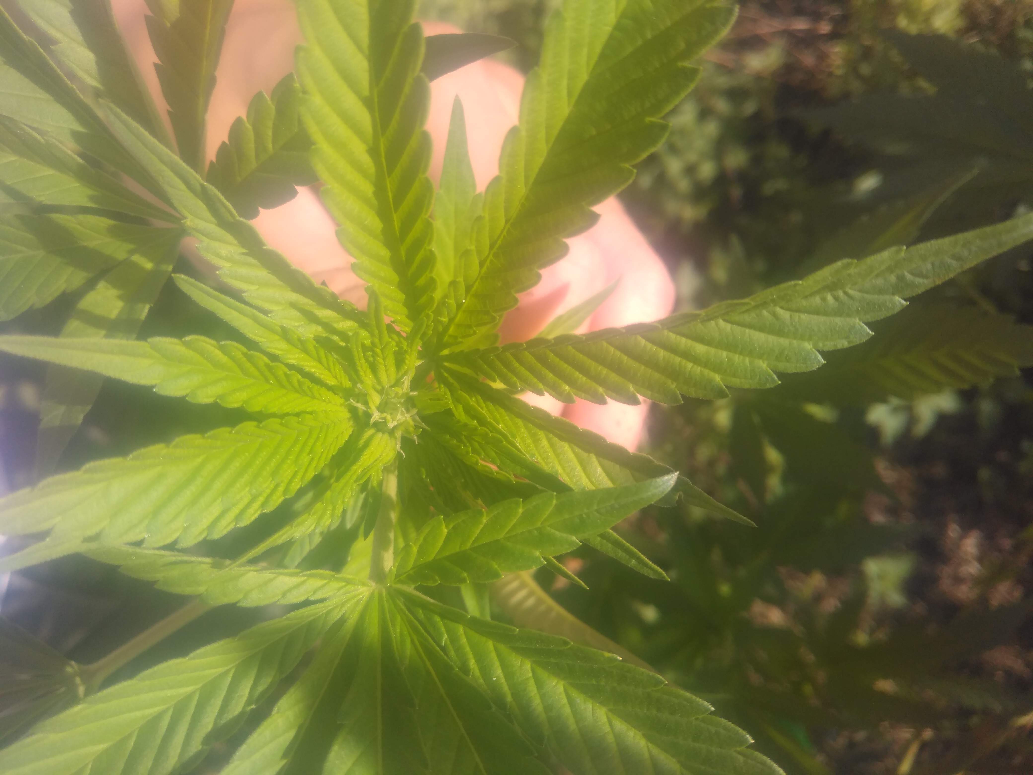 Bag Seed grow diary (journal) week17 by myfirsttomatoes GrowDiaries