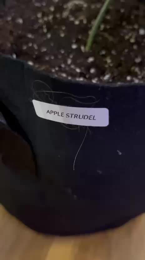 MrRaid: Apple Sturdel Auto