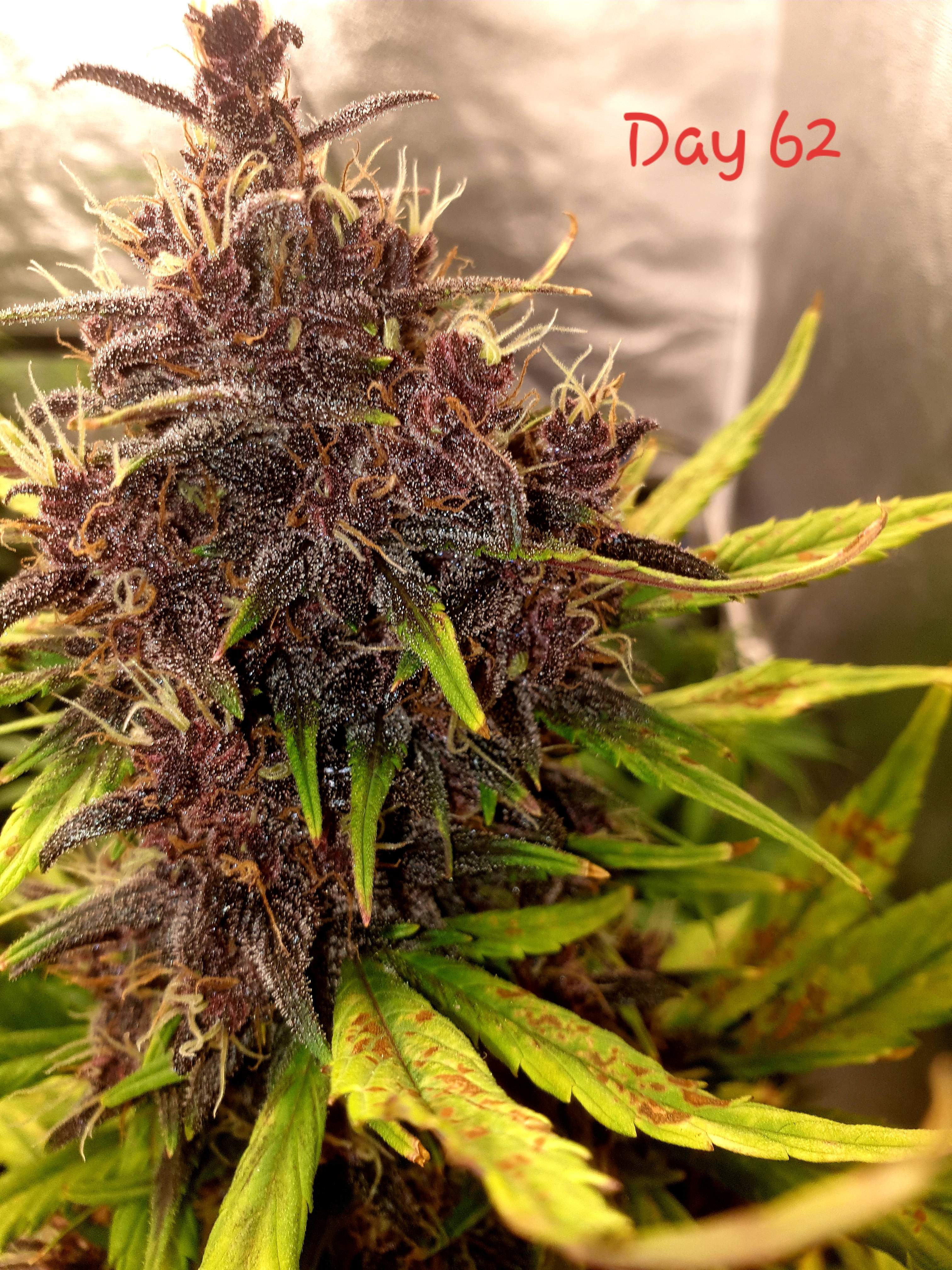 Dutch Passion Auto Blackberry Kush grow diary (journal) week9 by MrRaid