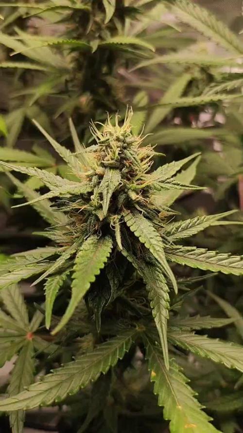 Primeiro Cultivo