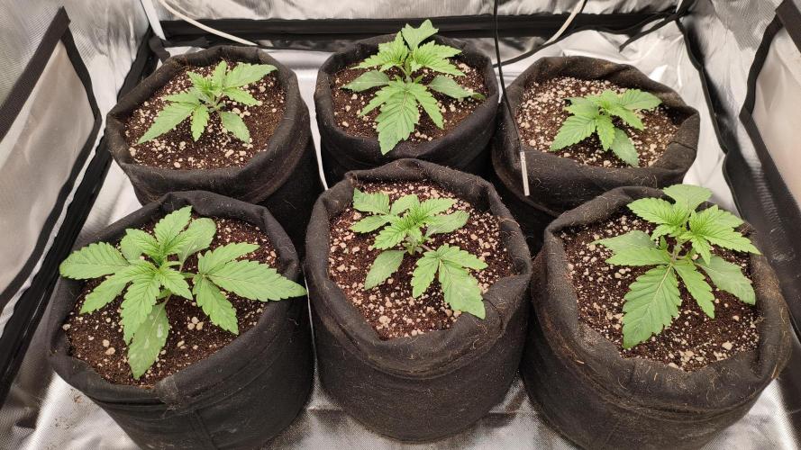 Red Red Wine. Week 3