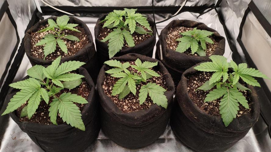 Red Red Wine. Week 3
