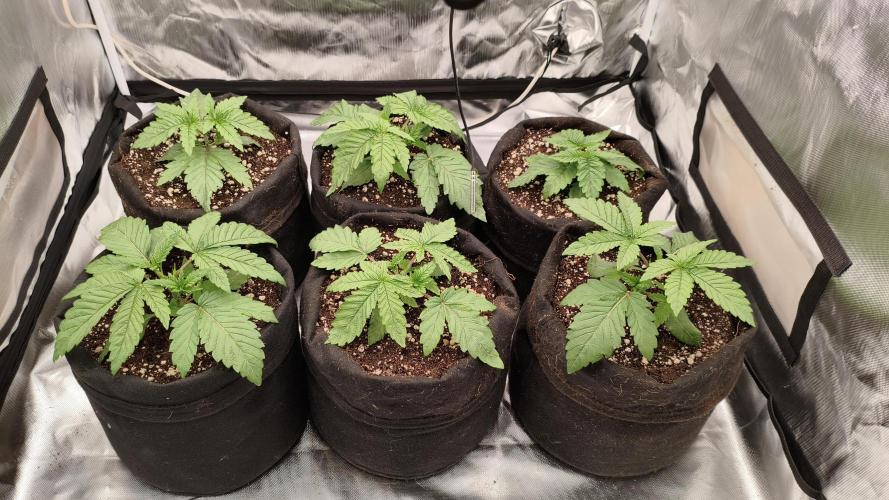 Red Red Wine. Week 3