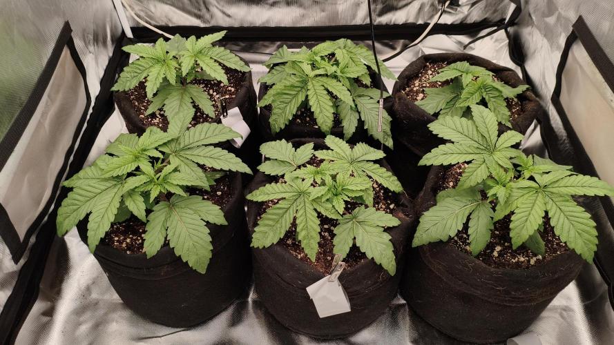 Red Red Wine. Week 3