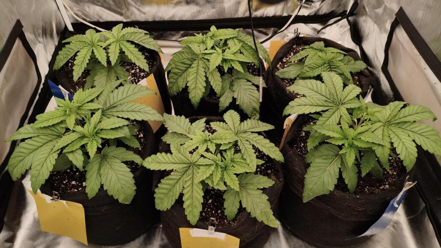Red Red Wine. Week 3