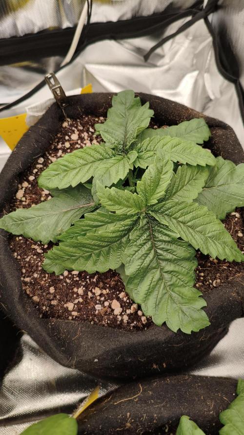 Red Red Wine. Week 3
