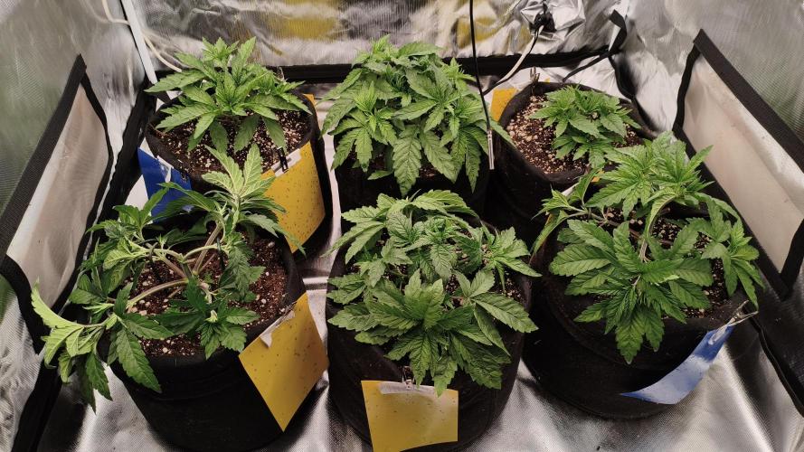 Red Red Wine. Week 4