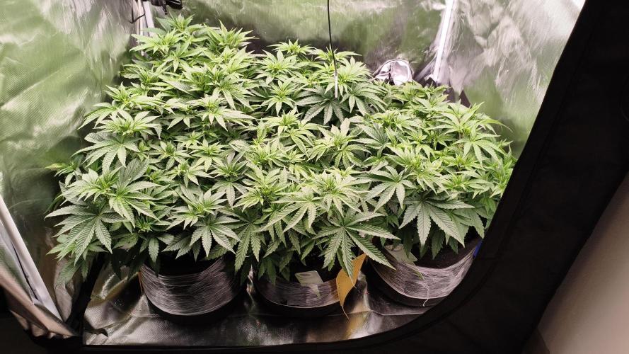 6 - Red Red Wine - Perfect Tree. Week 6