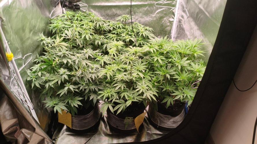 Red Red Wine. Week 8