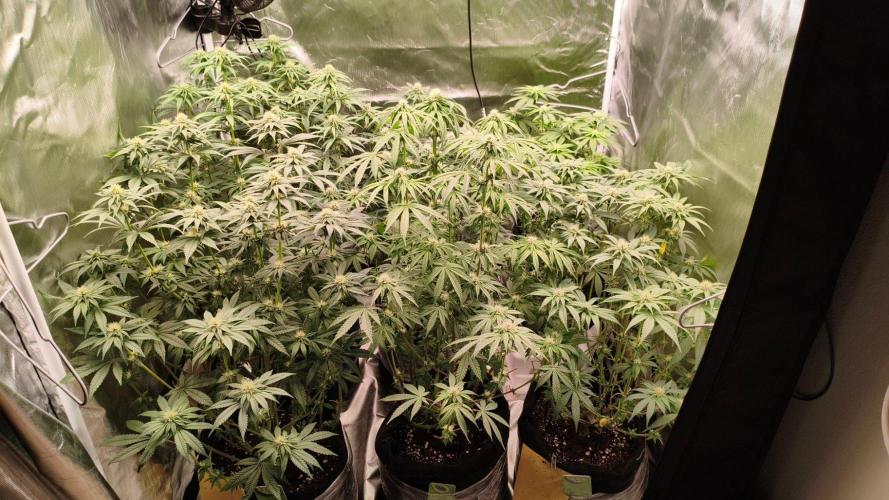 Red Red Wine Regular. Week 9