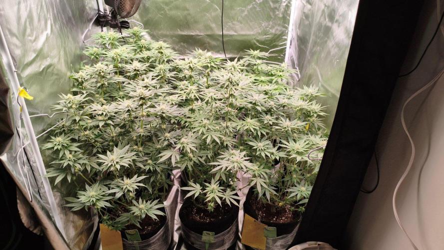 Red Red Wine Regular. Week 9