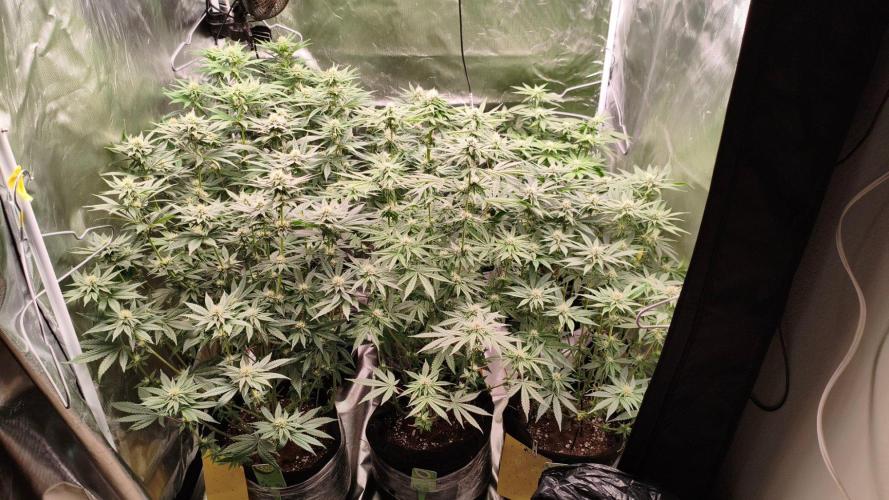 Red Red Wine Regular. Week 9