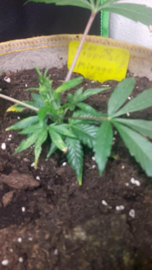 Lady Suzie (Tropical Mirage (Clone)