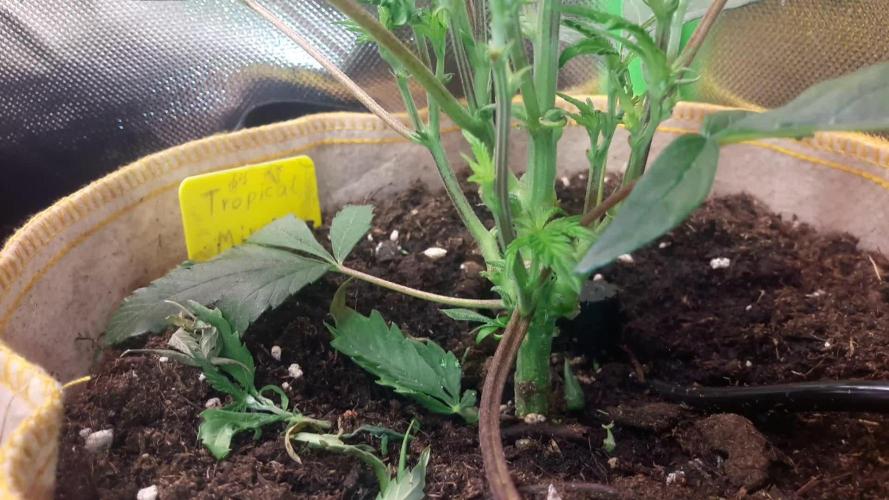 Lady Suzie (Tropical Mirage (Clone)