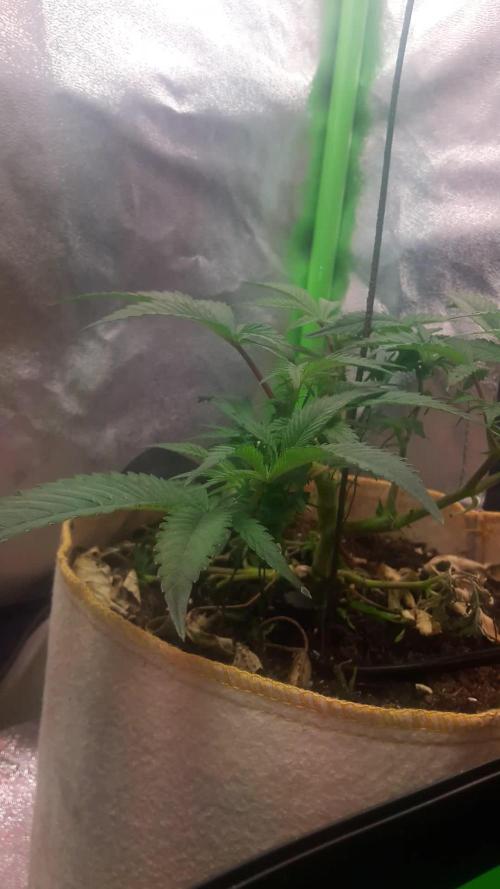 Lady Suzie (Tropical Mirage (Clone)