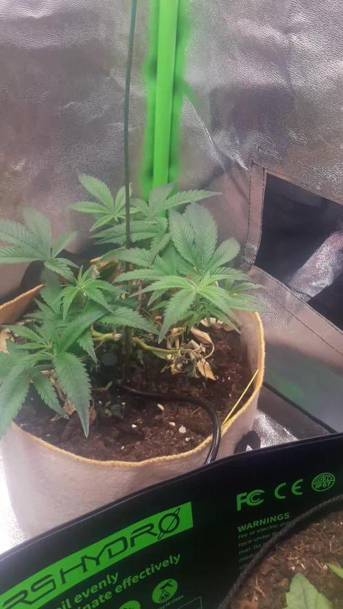 Lady Suzie (Tropical Mirage (Clone)