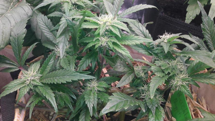 Blackberry Rocks. Week 9