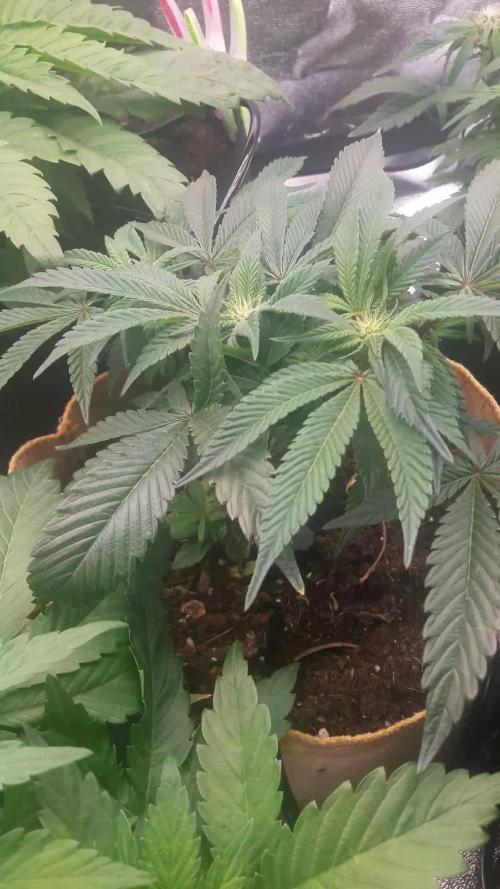 Lady Suzie (Tropical Mirage (Clone)