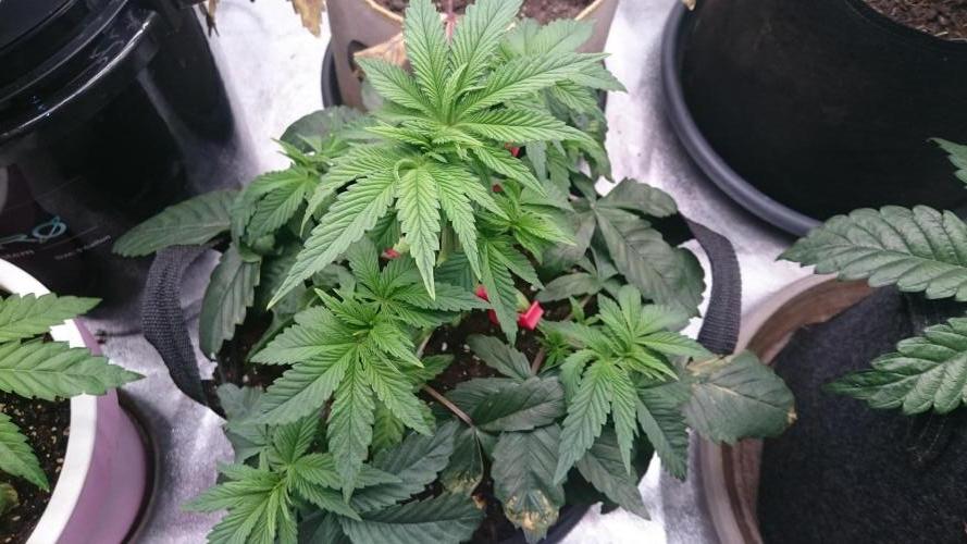 Lady Muireann. Week 4 - 41