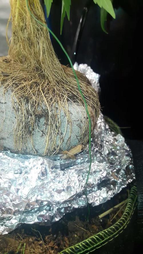 ⛩️Stoned High⛩️ Kaiju Nr3 🍍🌿