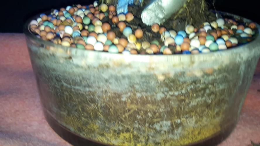 ⛩️Bonsai Time⛩️❄️🍒(🌱 First Try)❄️🍒