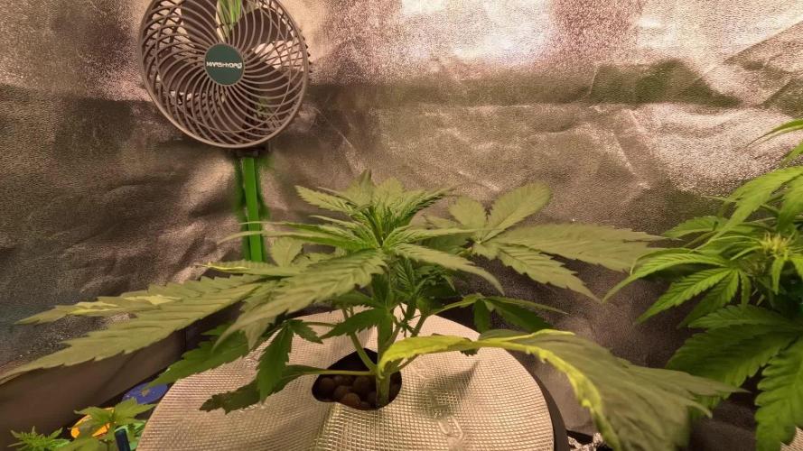 Dutch Passion Growing Competition 2025 (Banana Blaze)